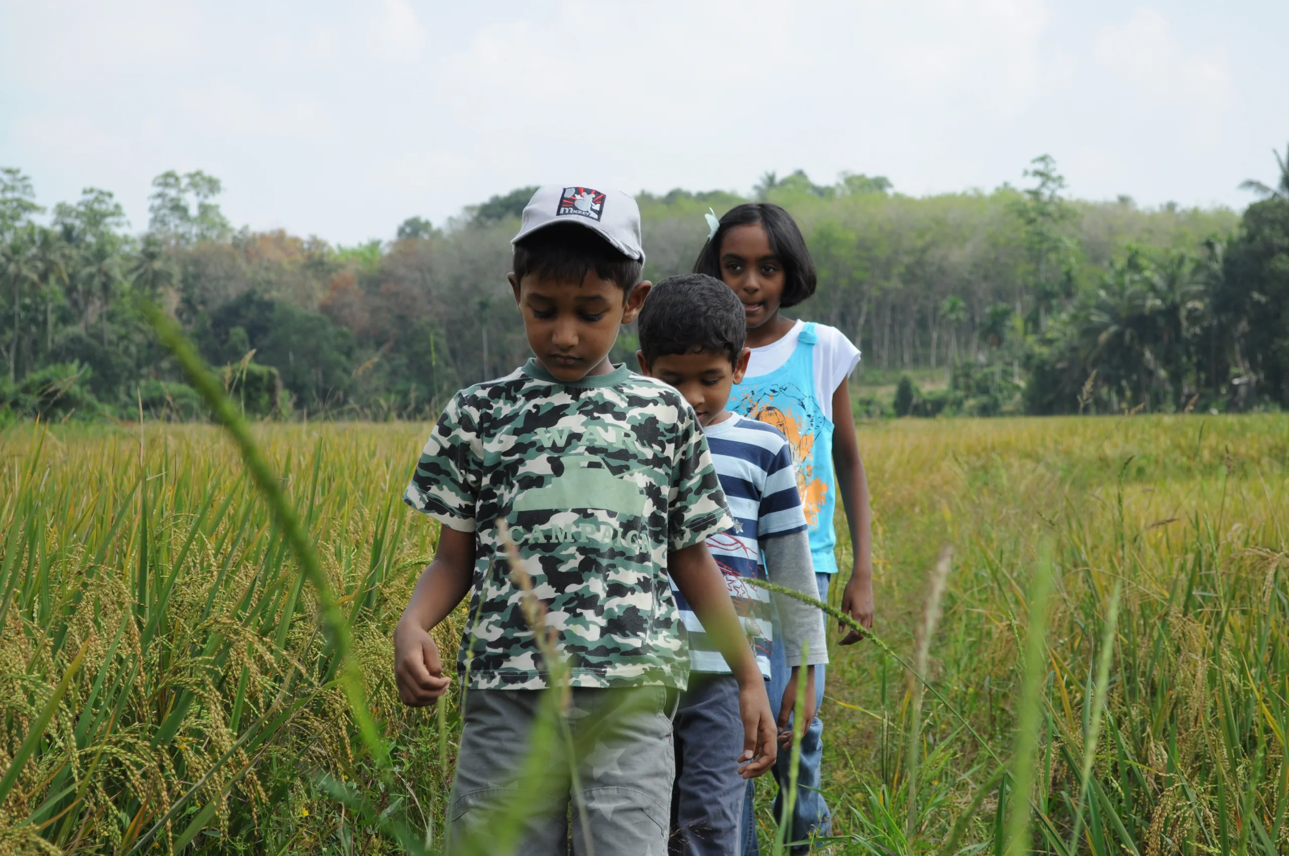 Three children walking through a rice field
