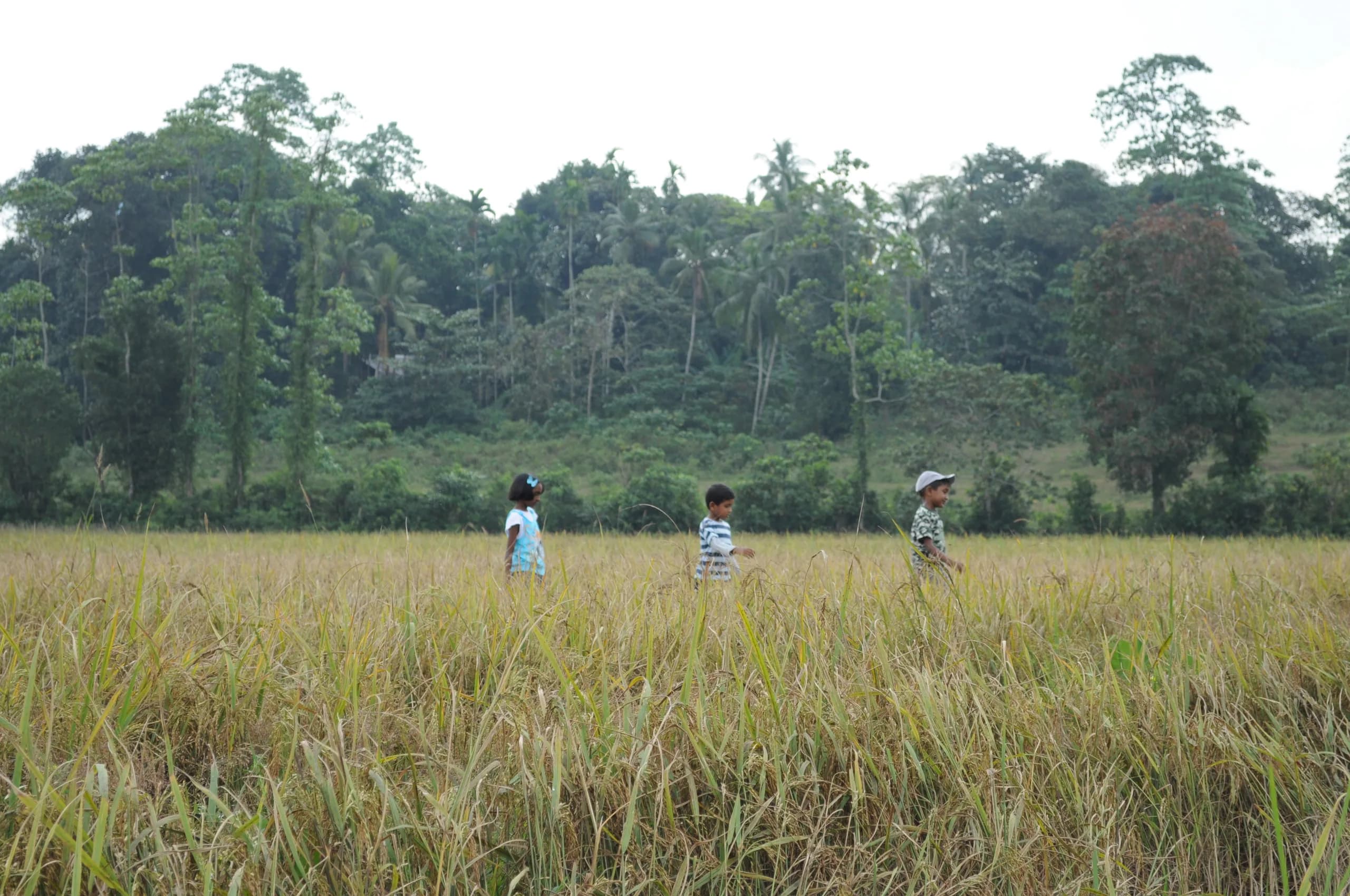 Children exploring a paddy field in the open air