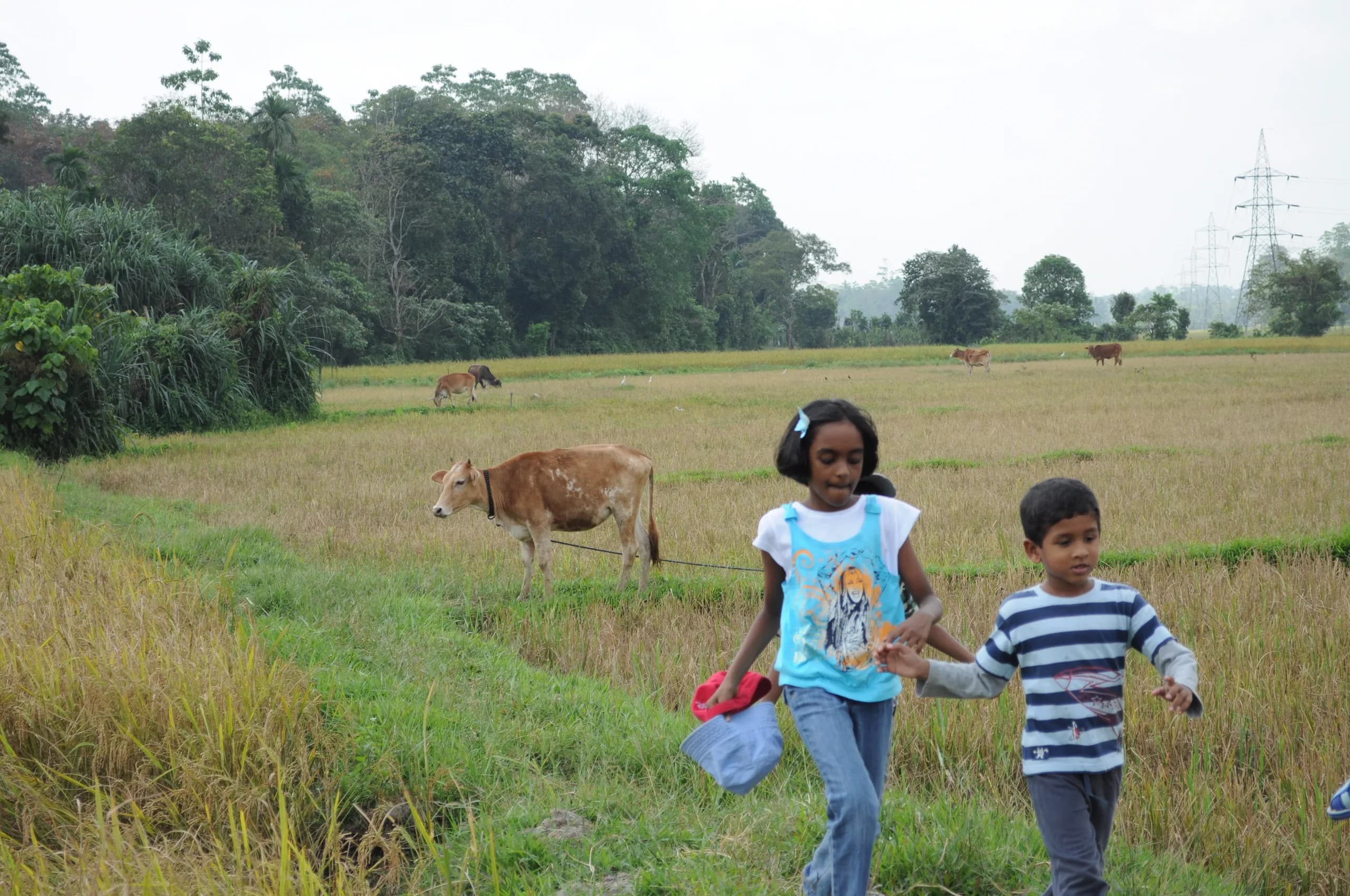 Two children walking hand in hand past grazing cattle