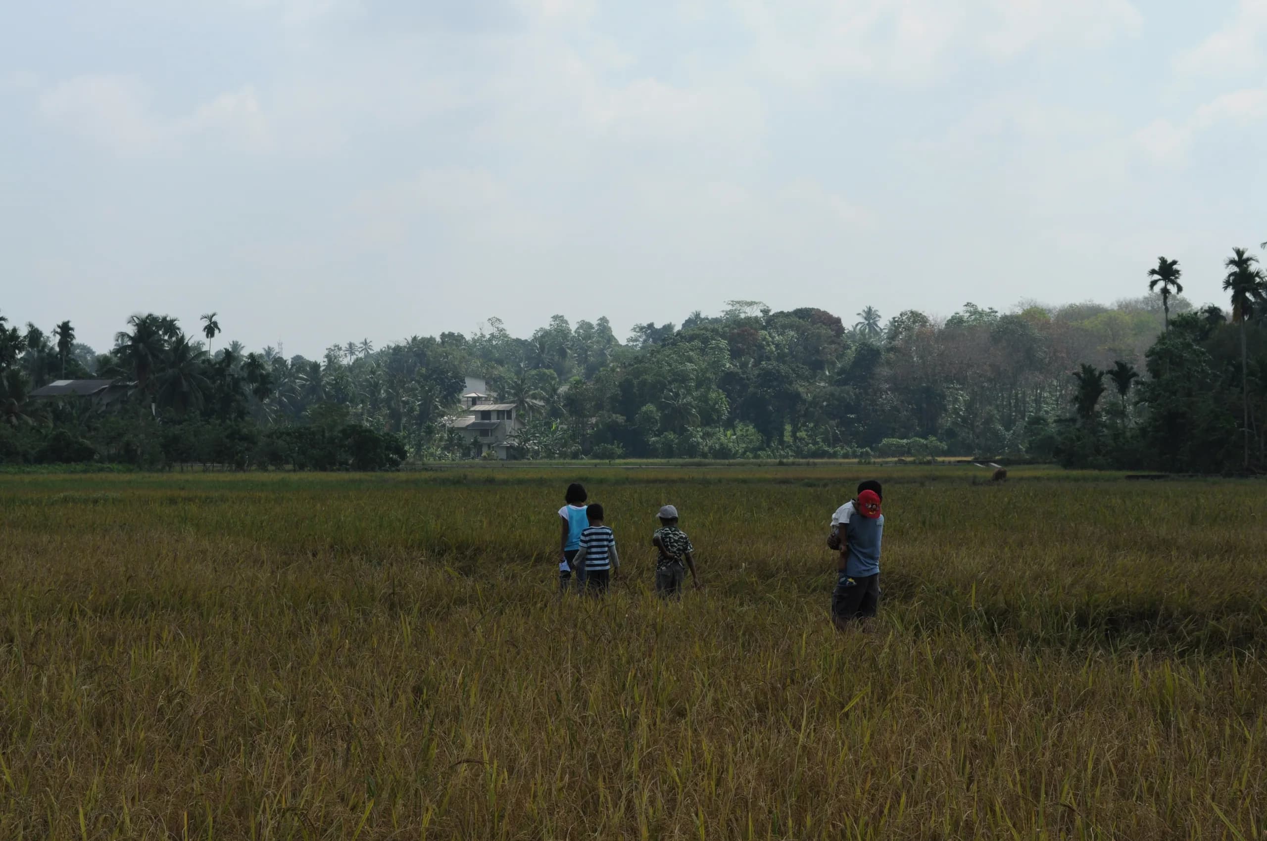 Children walking through a paddy field